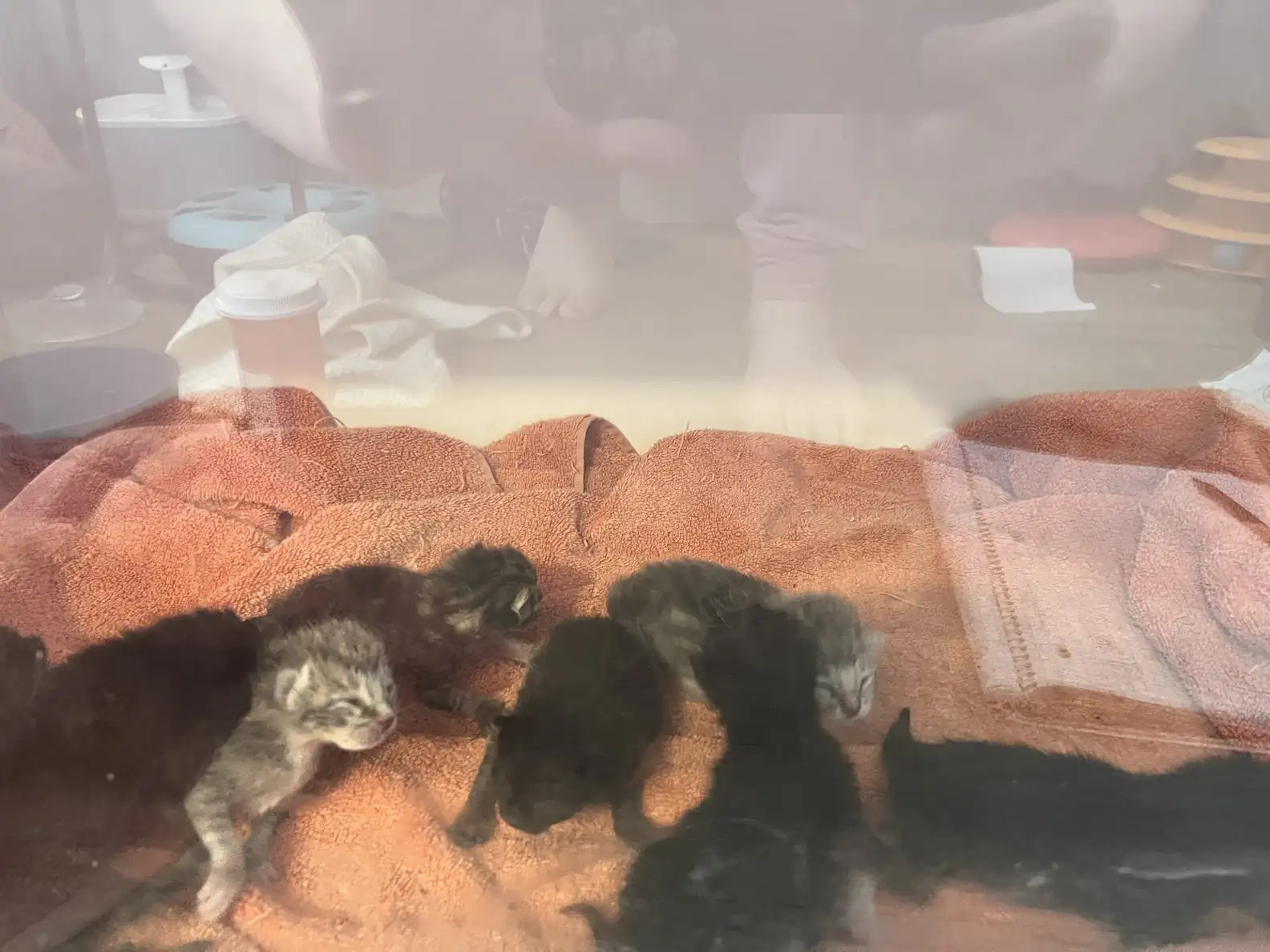 cute kittens