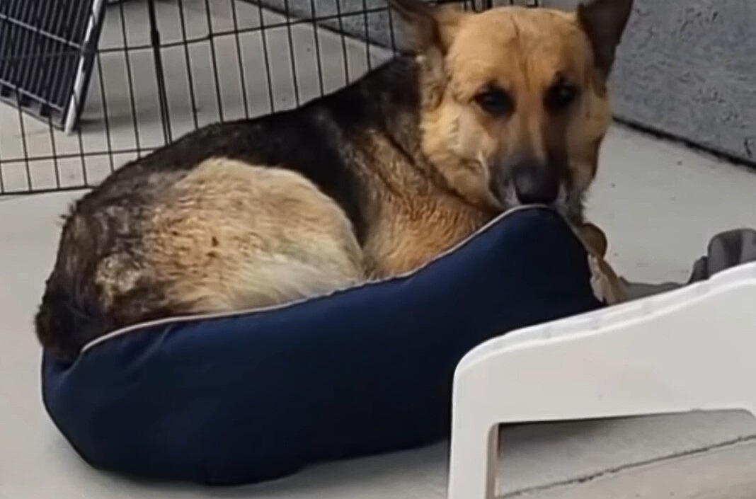 cute mother dog