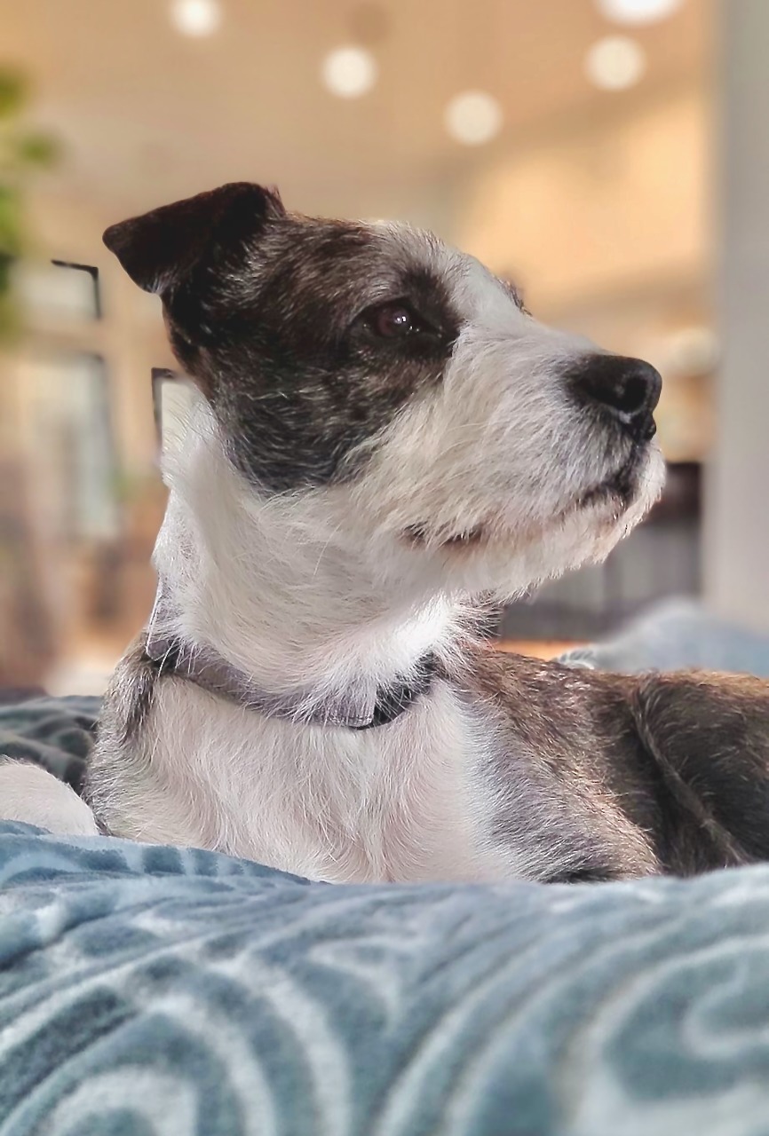 cute mother dog