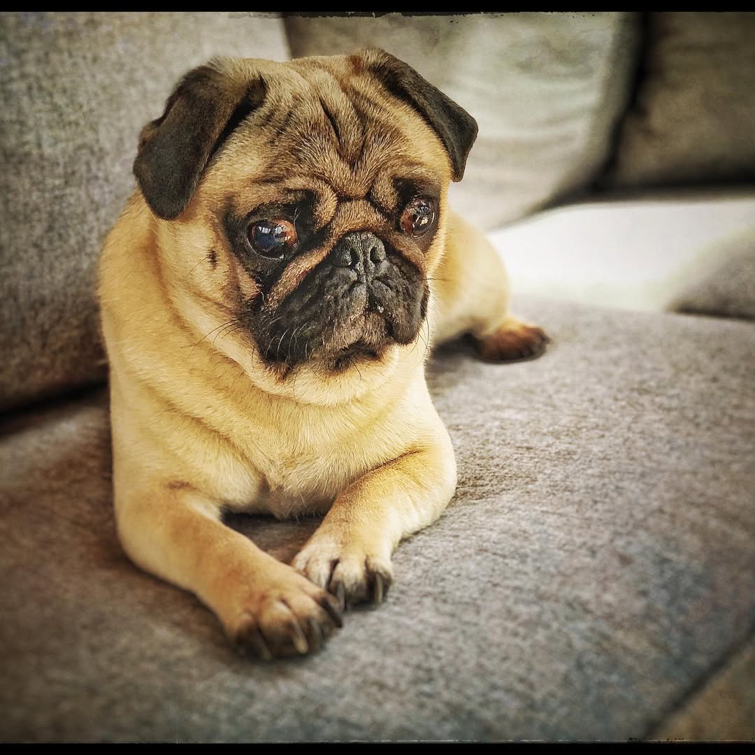 cute pug