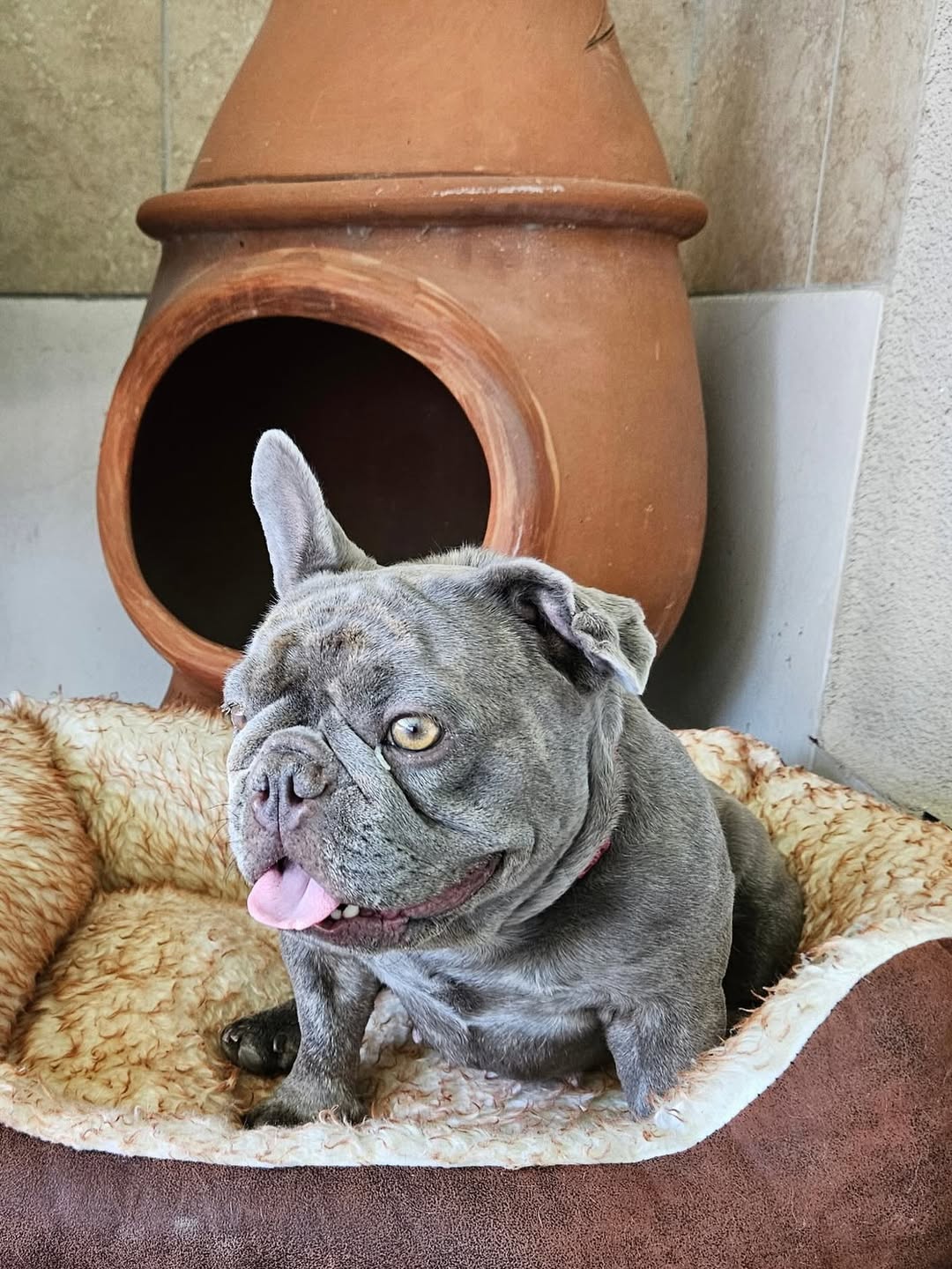 cute pug