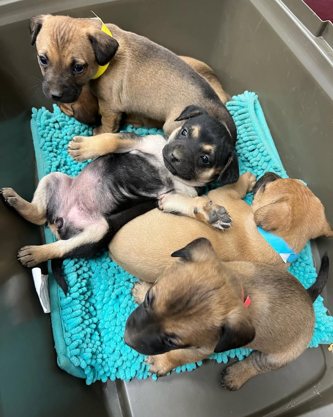 cute puppies