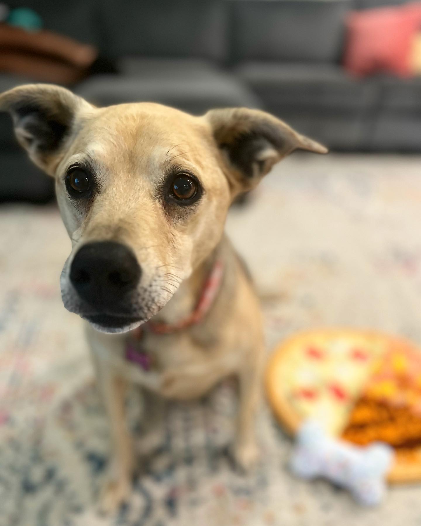 cute puppy on a rug