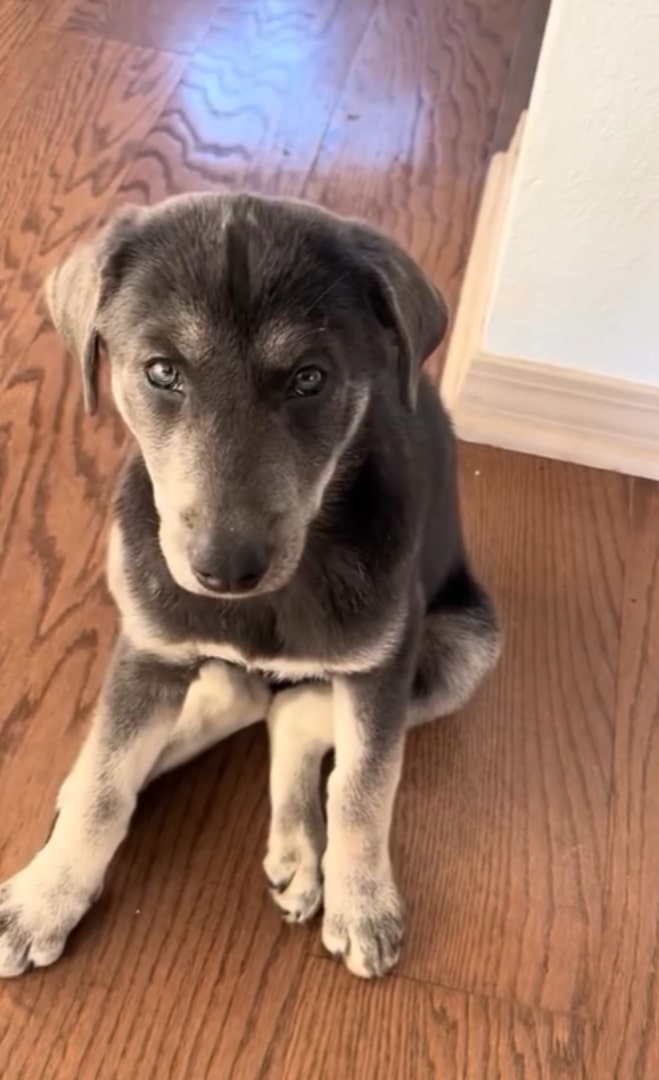cute puppy sitting