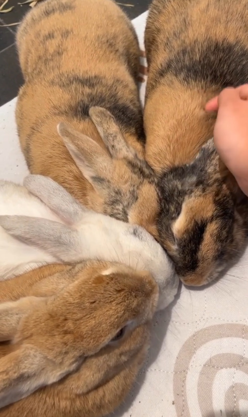 cute rabbits