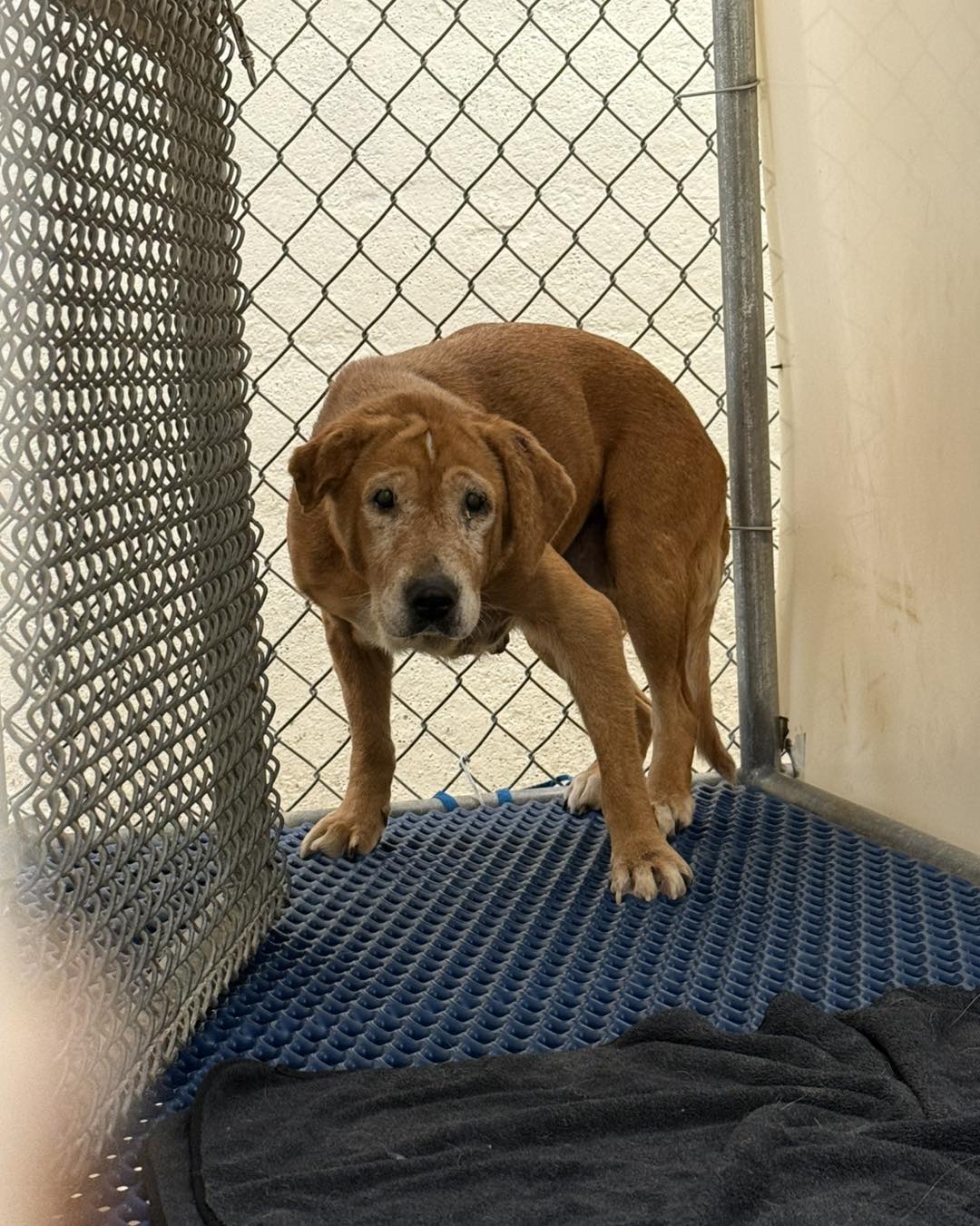 cute senior dog