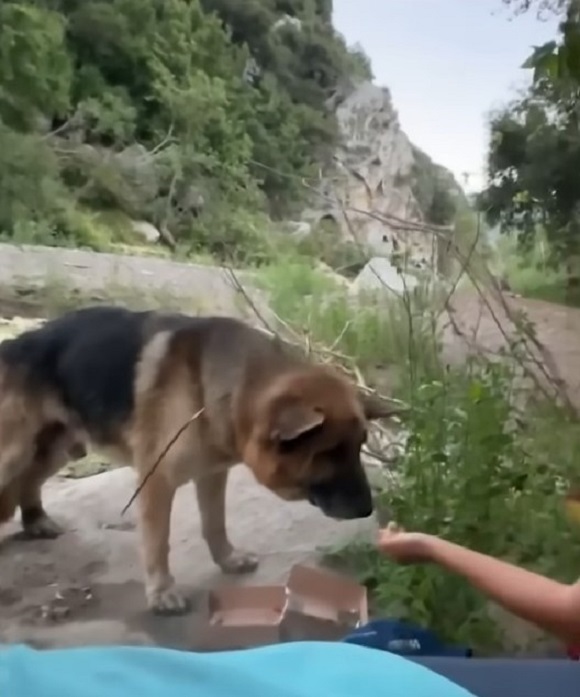 cute senior dog