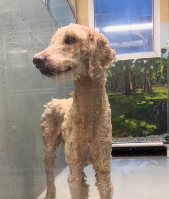 cute shaved dog