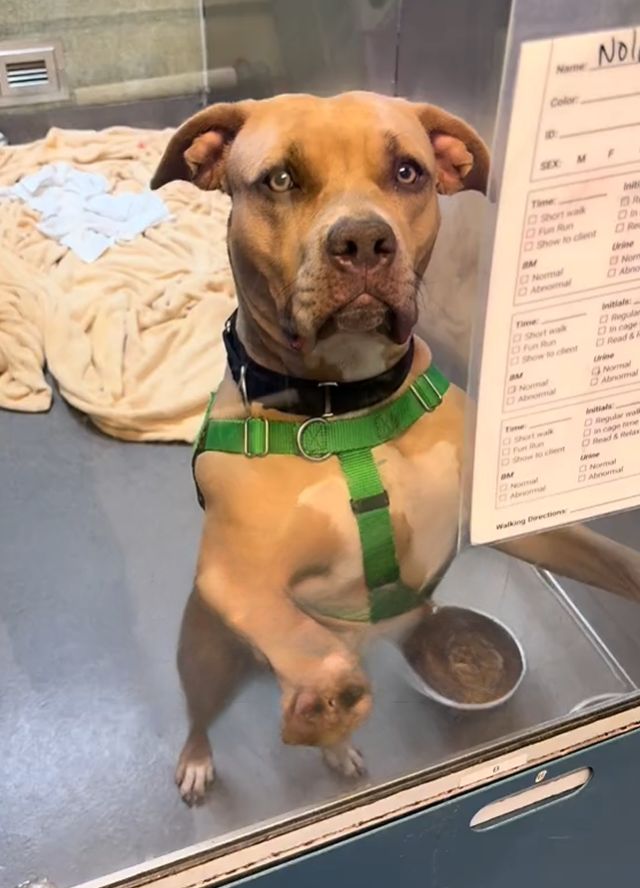 cute shelter dog