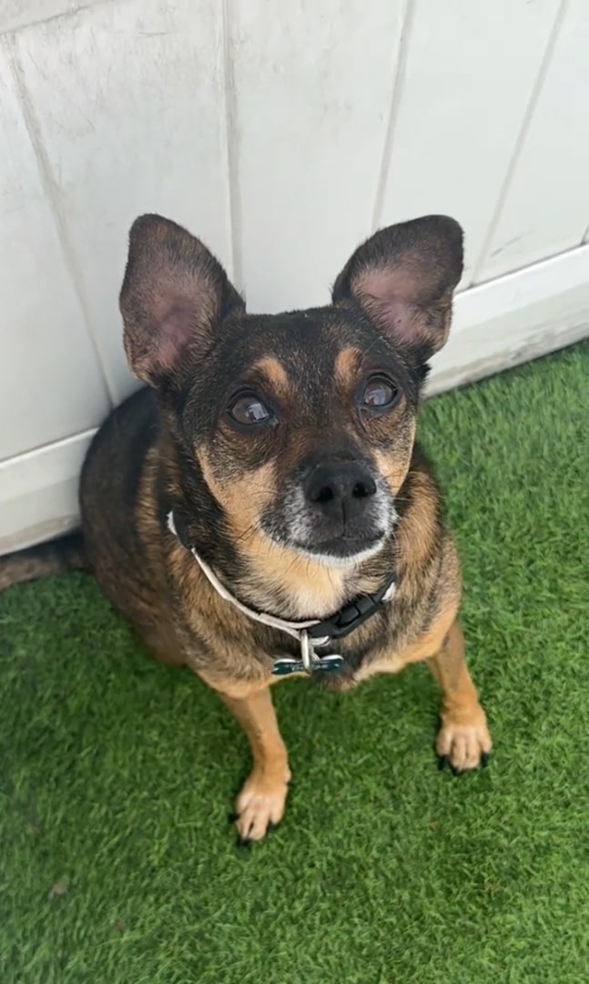 cute shelter dog