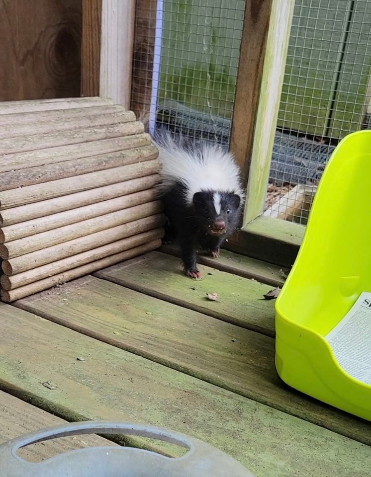 cute skunk