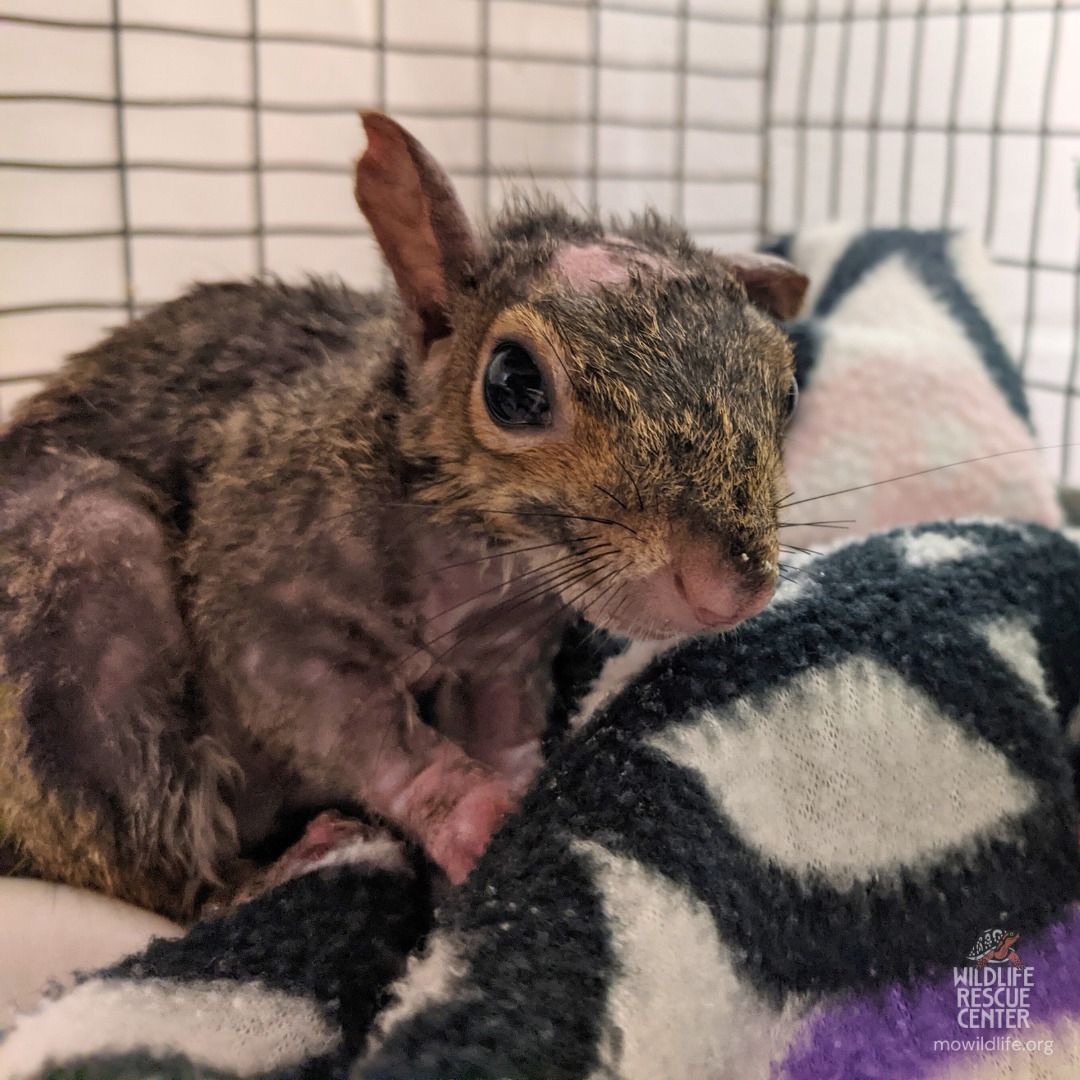 cute squirrel