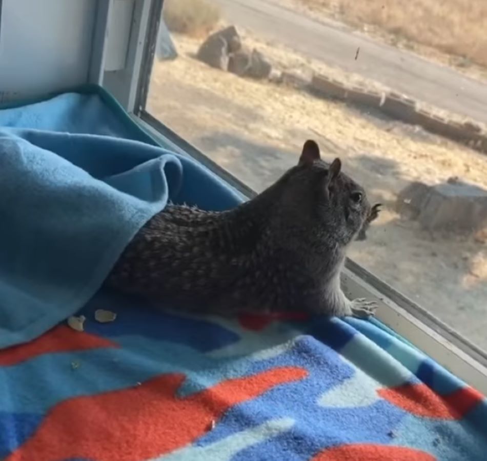 cute squirrel
