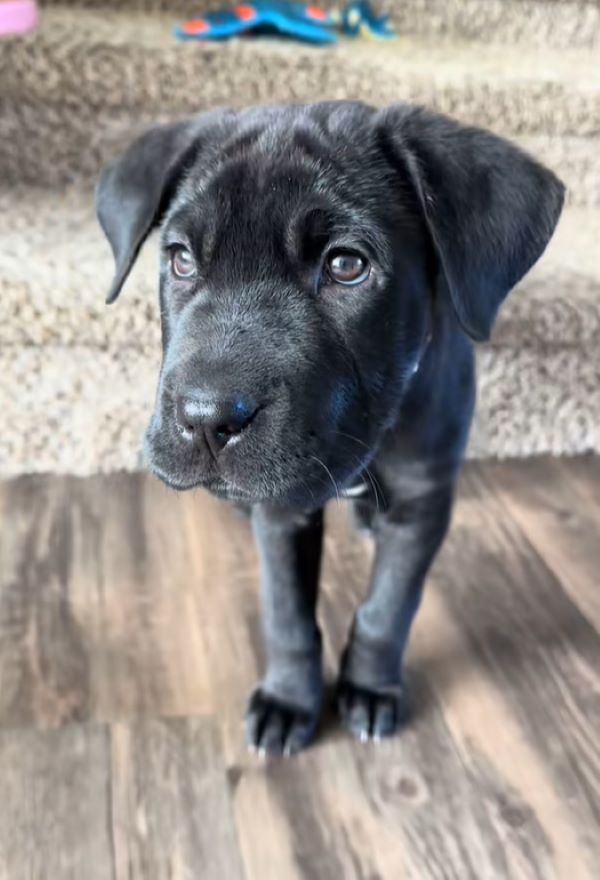 cute tiny black dog