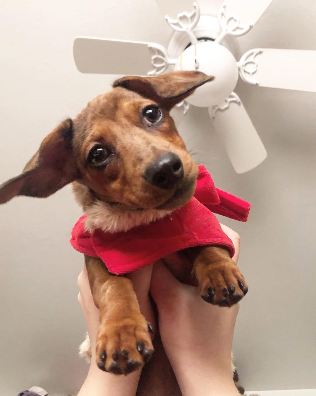 cute tiny brown dog
