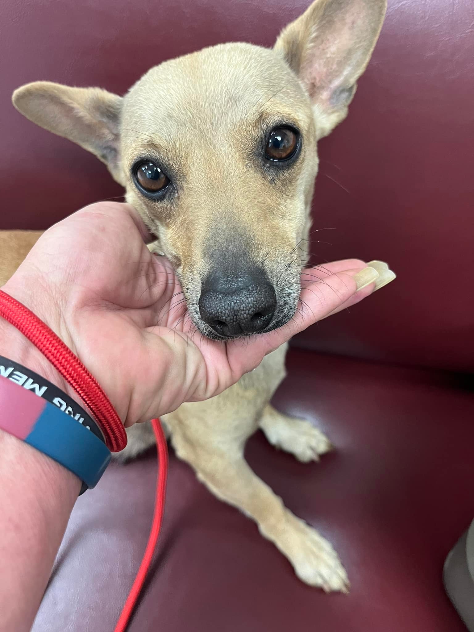 cute tiny dog