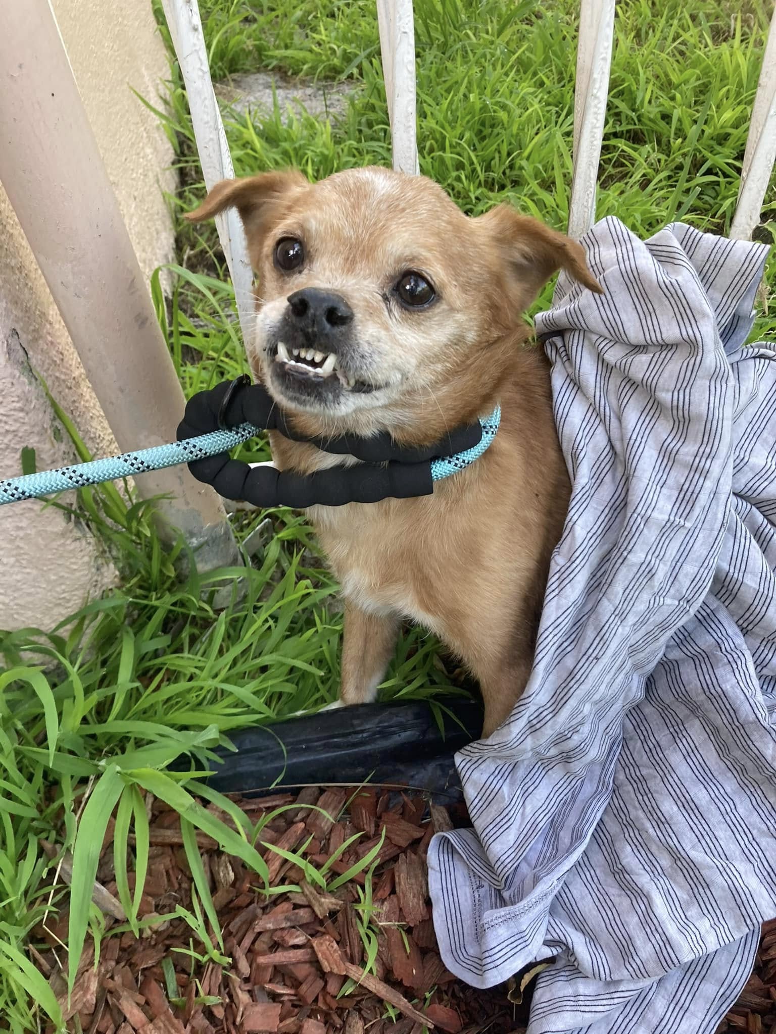cute tiny dog
