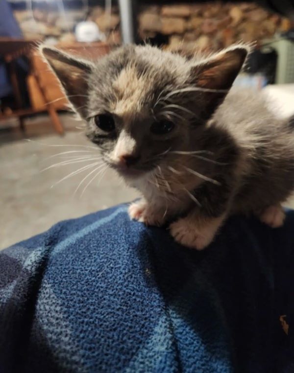 cute tiny kitten