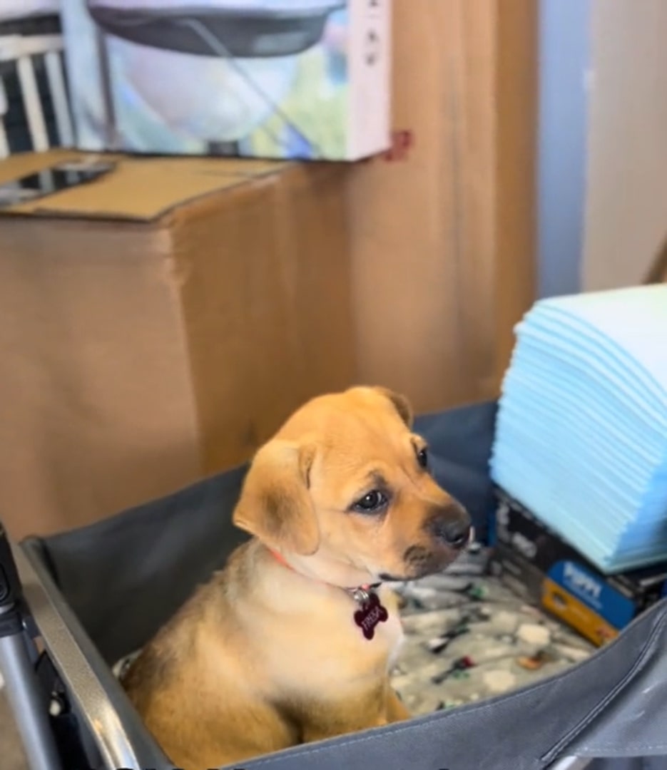 cute tiny puppy