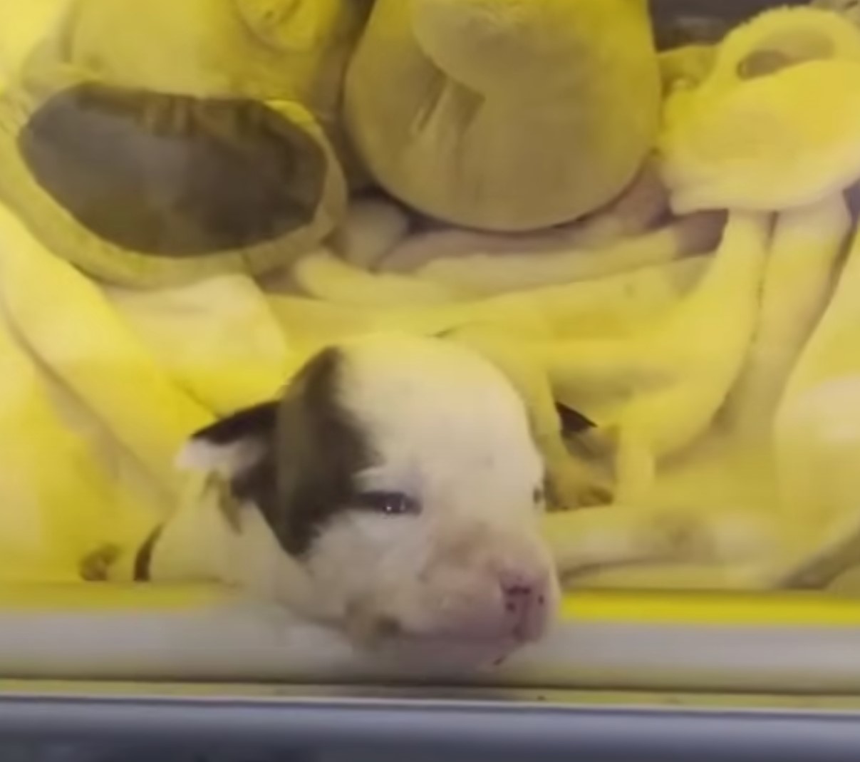 cute tiny puppy
