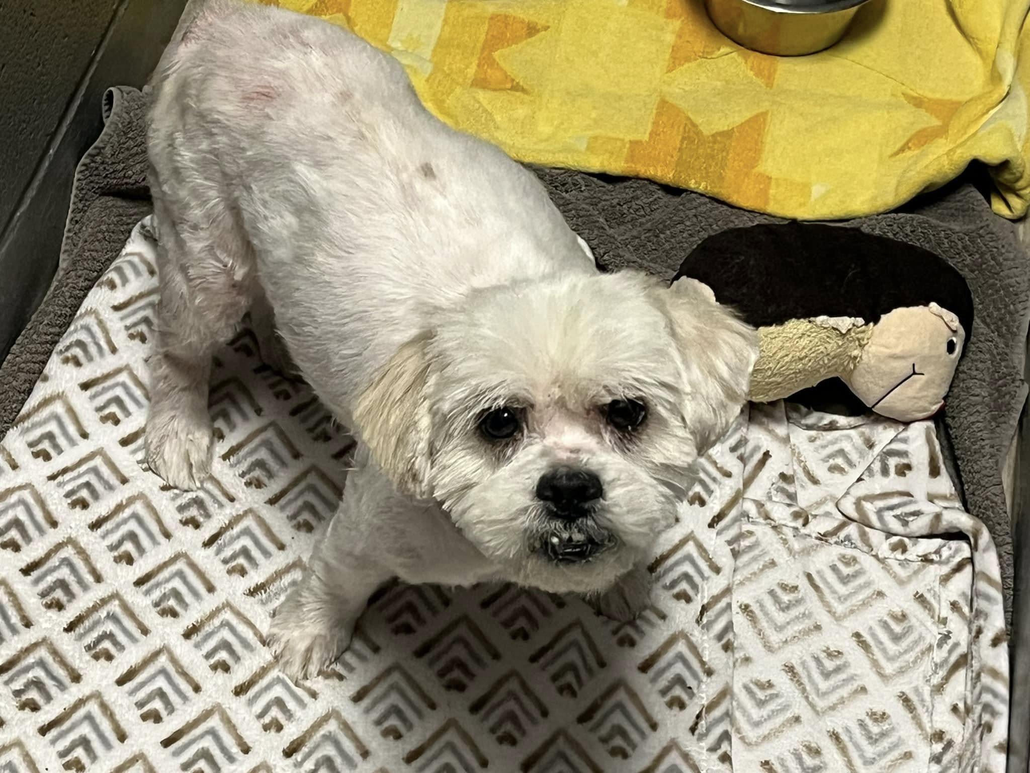 cute white dog