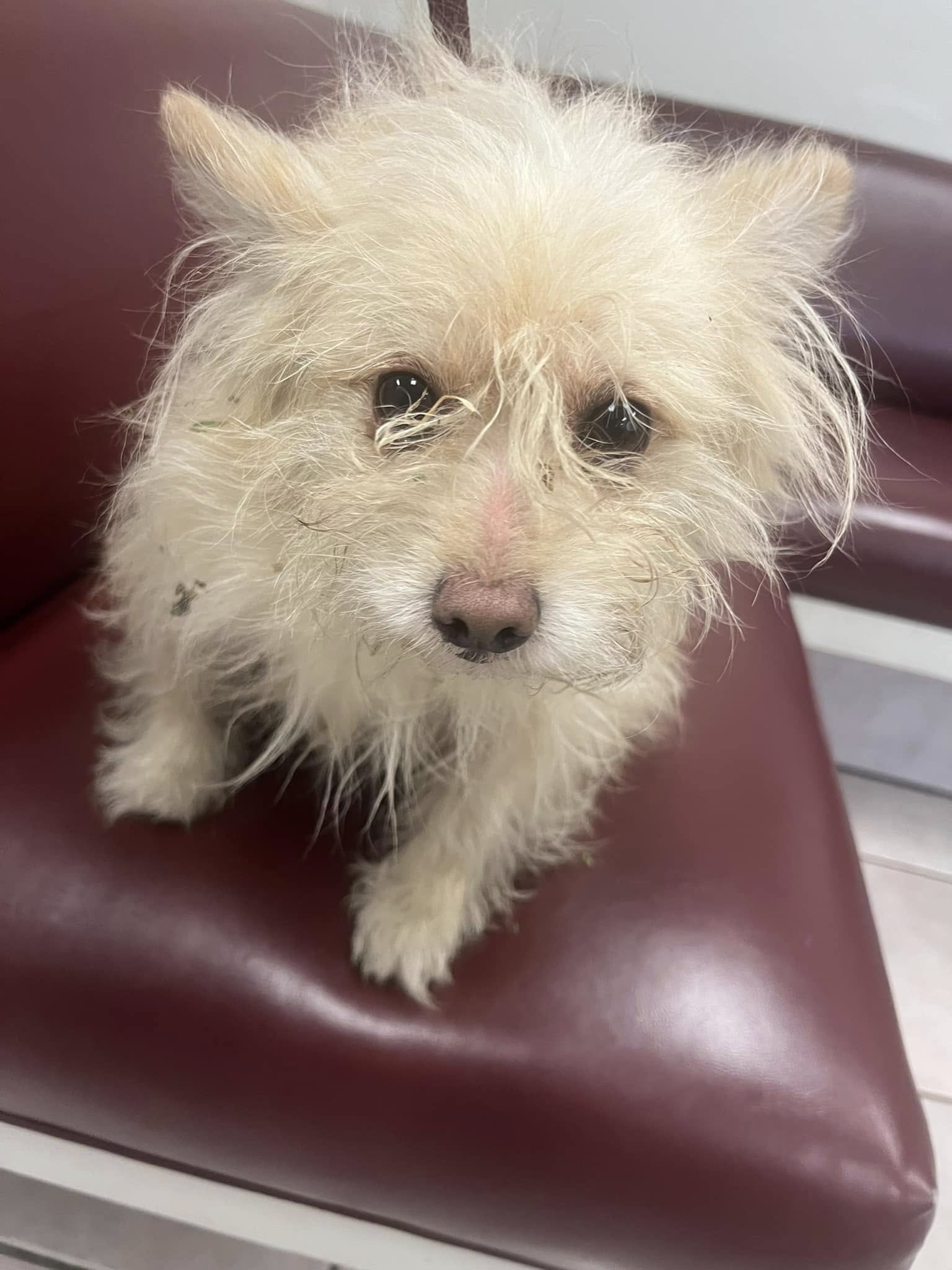 cute white dog