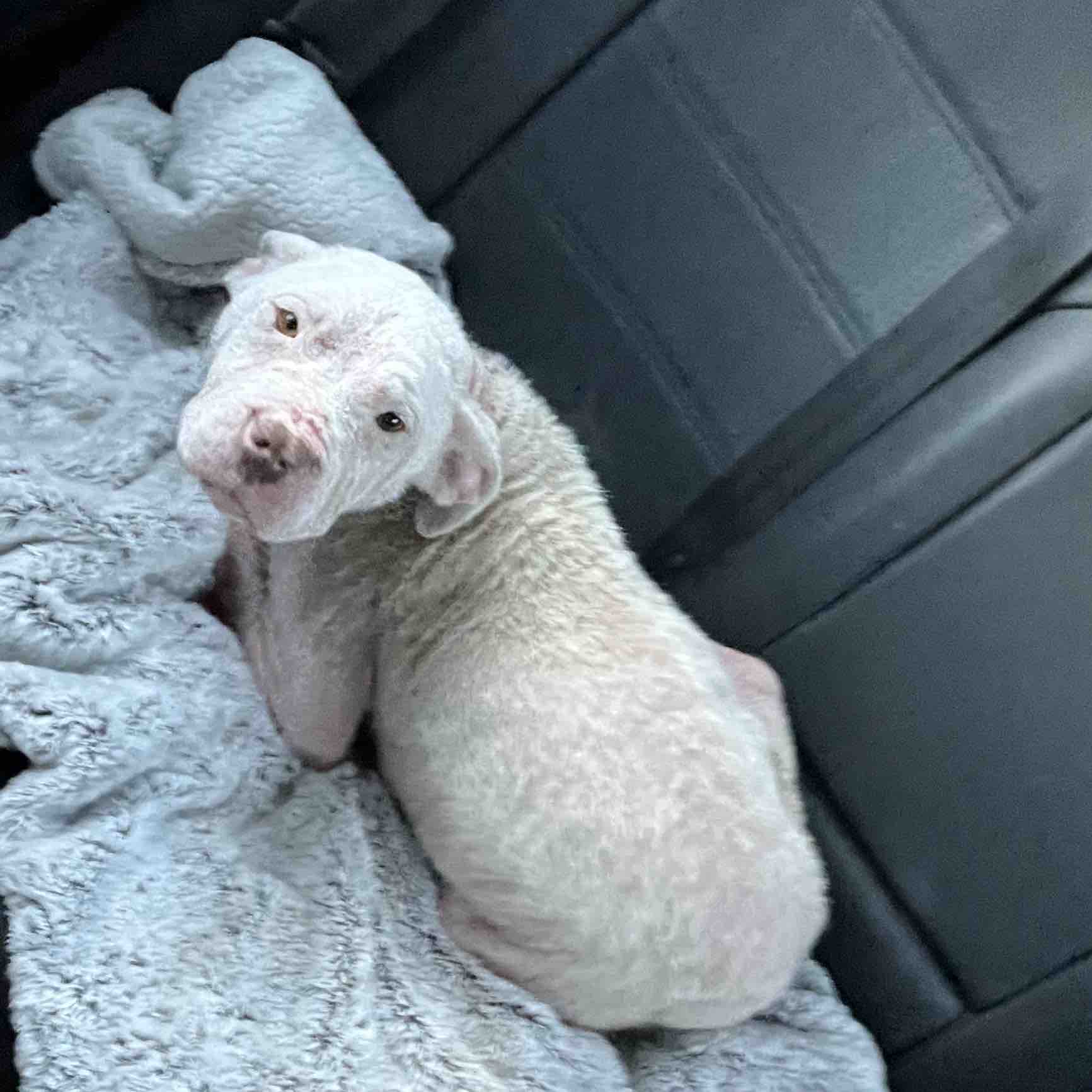 cute white dog in car