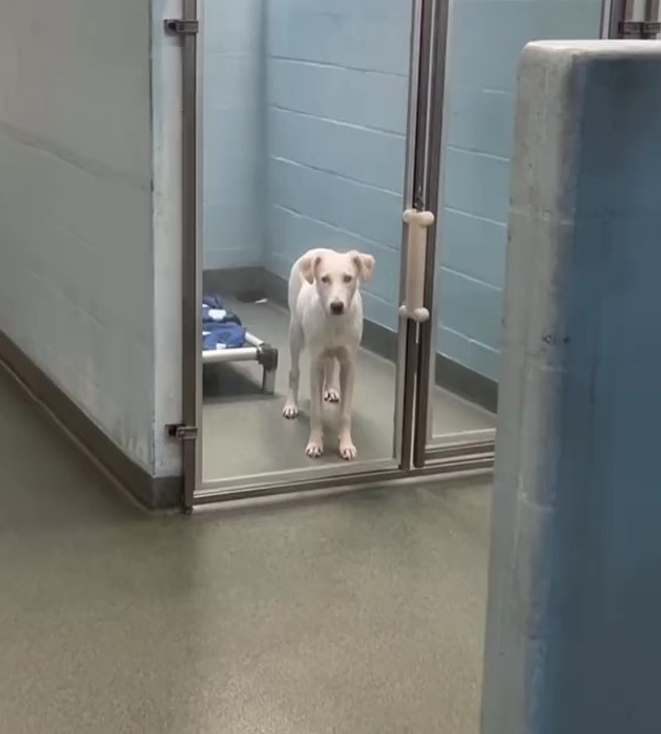 cute white dog in shelter