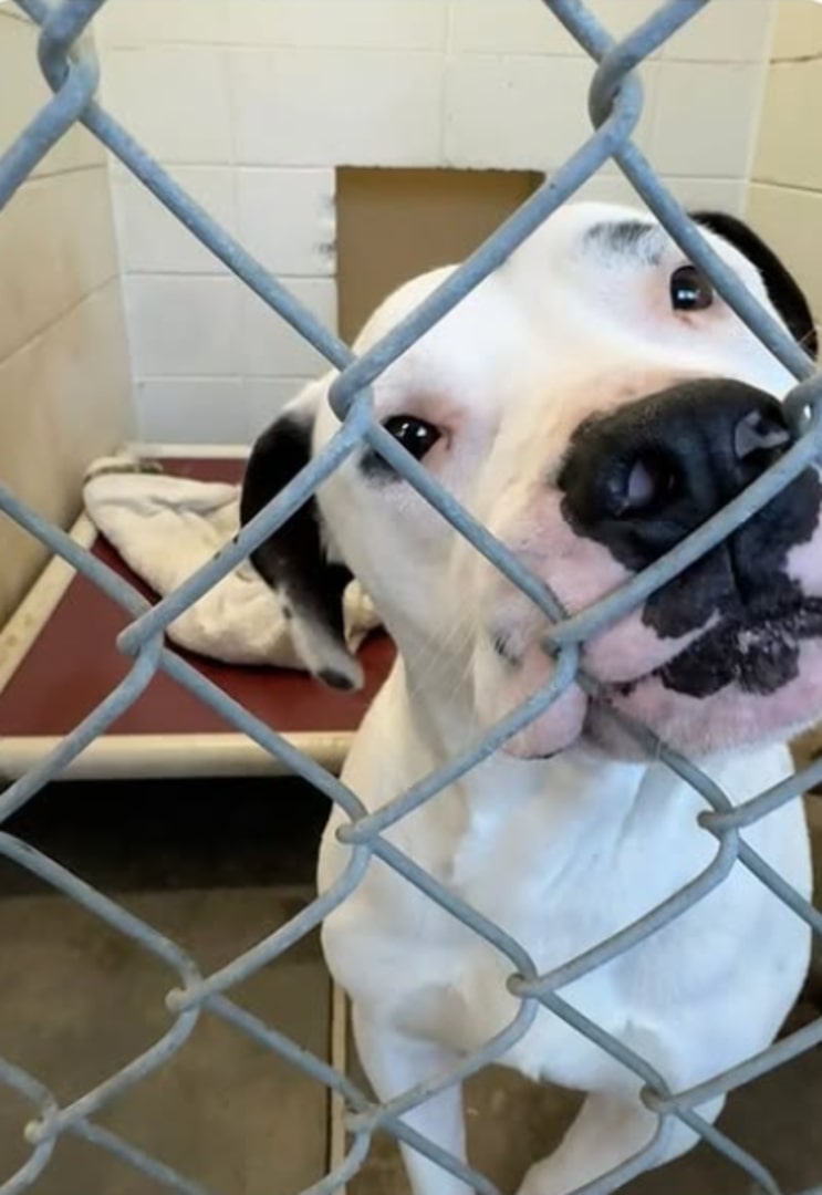 cute white dog in shelter