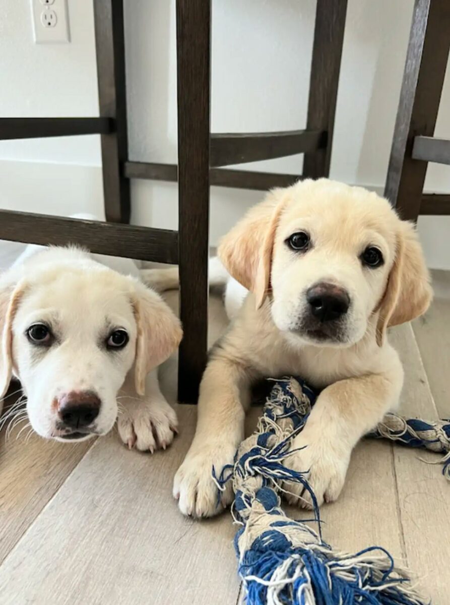 cute white puppies