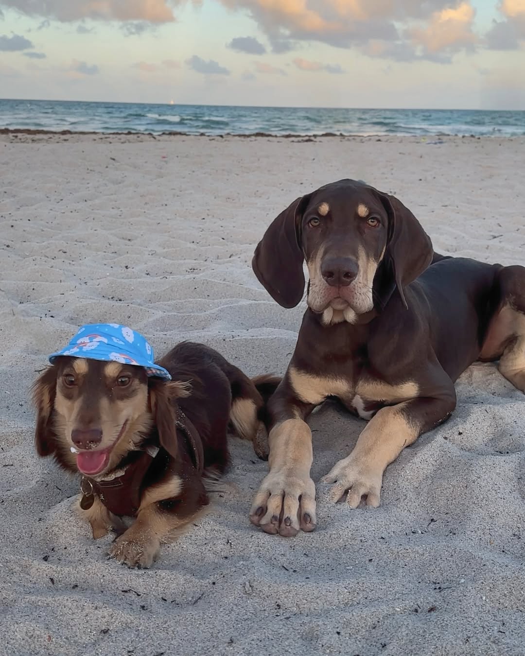 dachshund and great dane