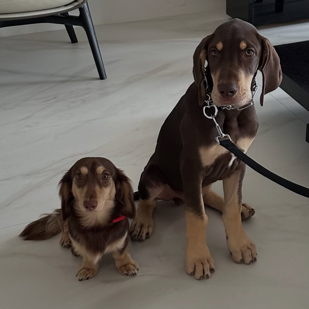dachshund and his giant sibling