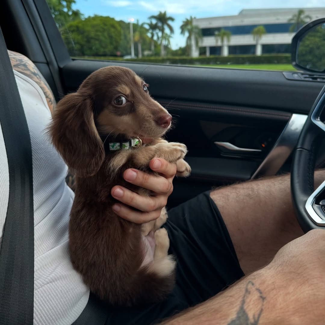 dachshund puppy