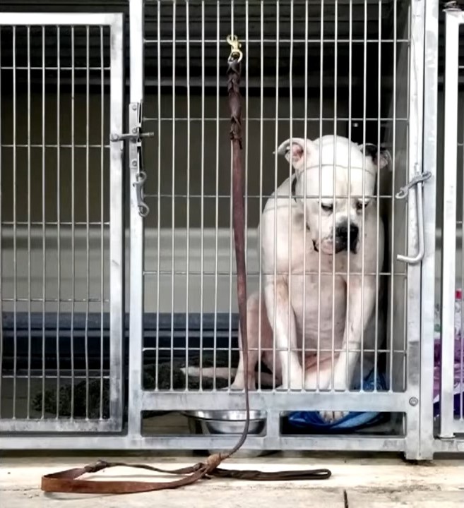 depressed dog in cage