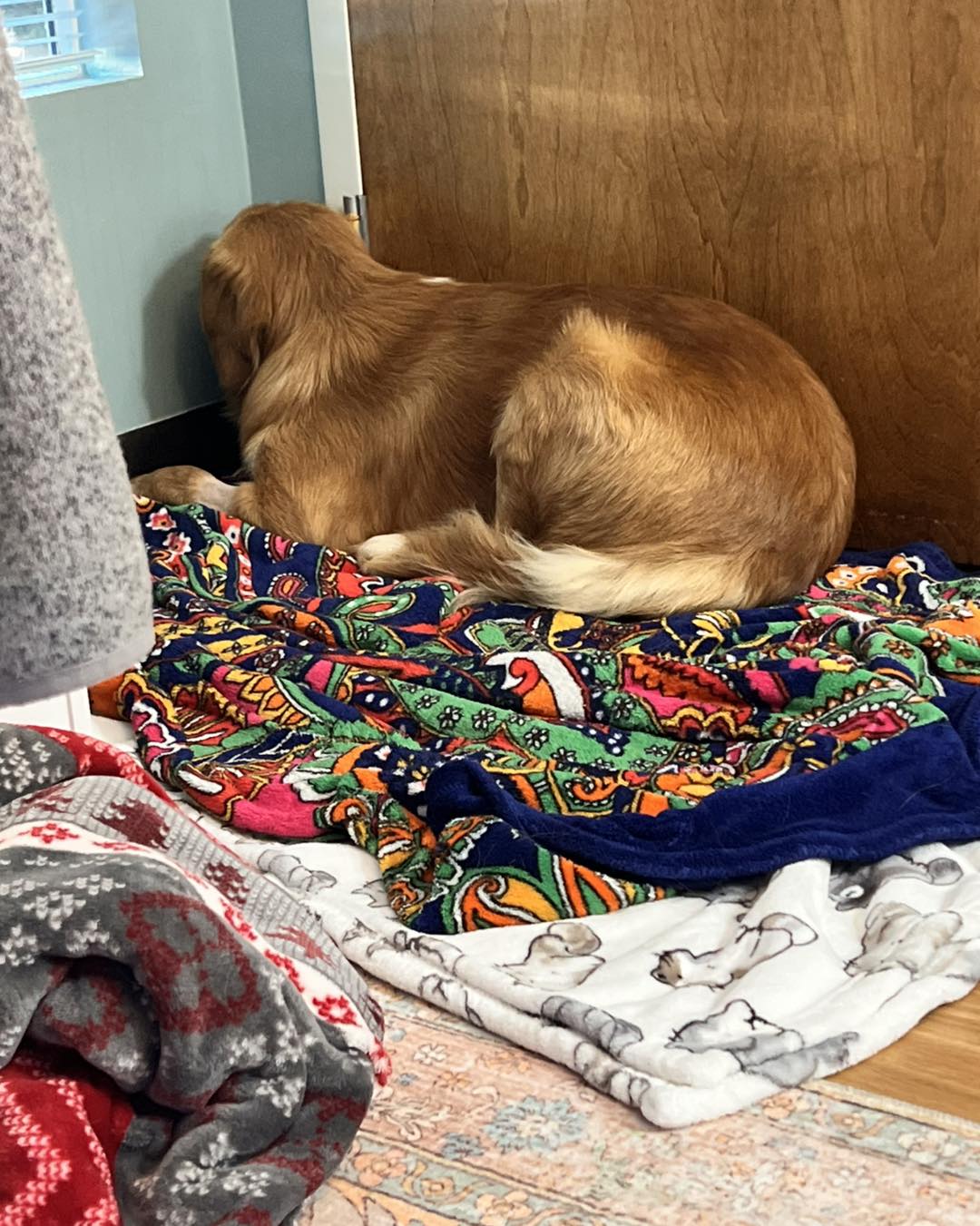 depressed dog