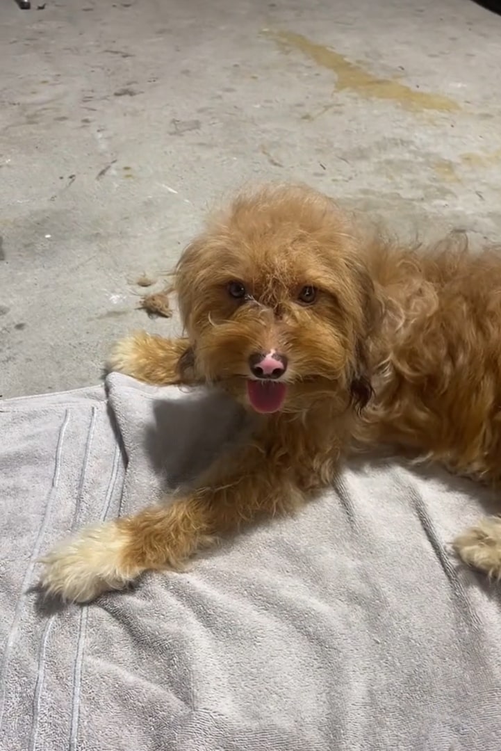 dirty brown dog