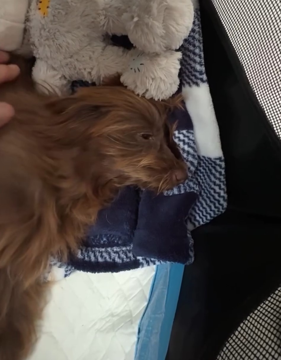 disabled brown dog