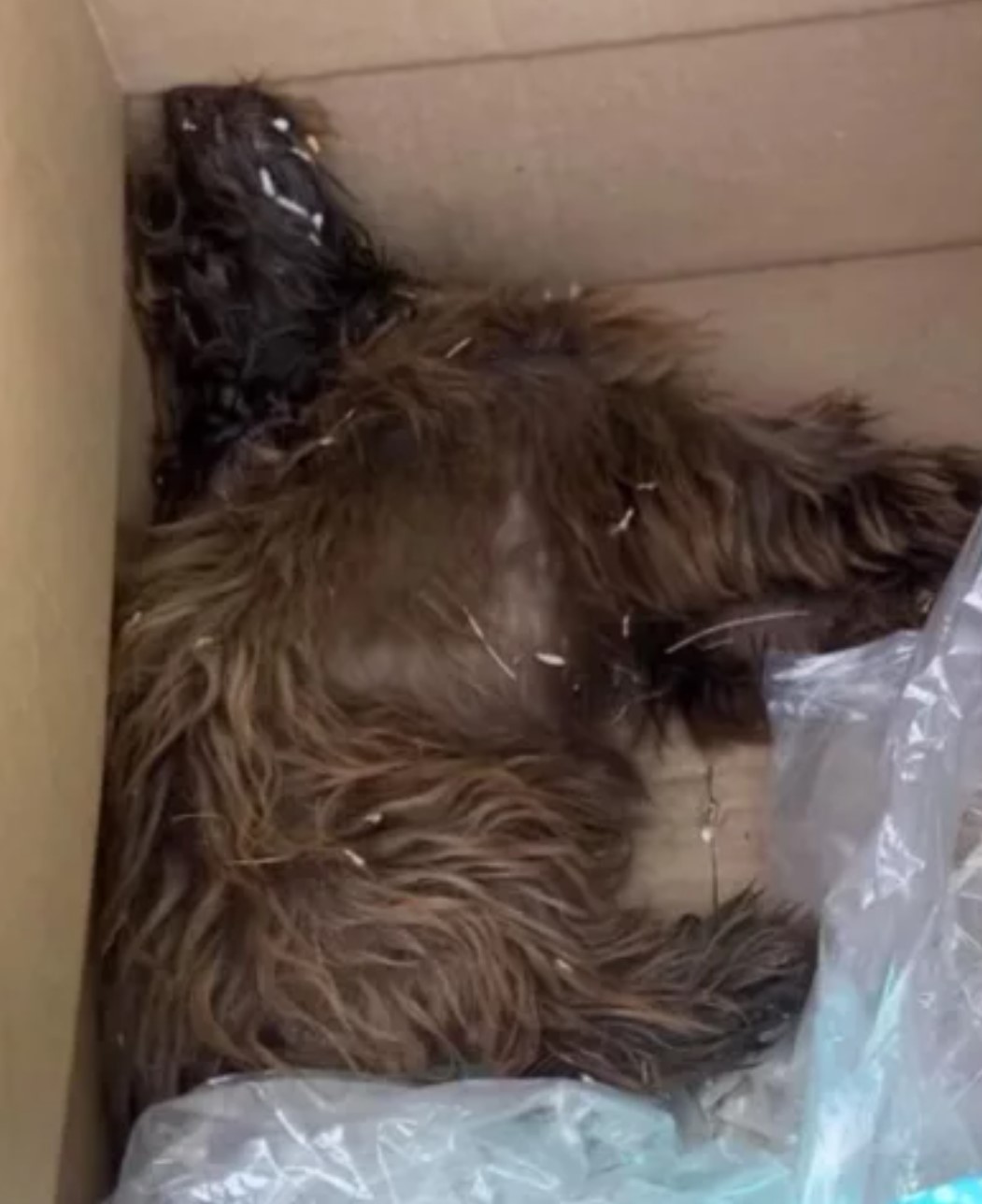disabled dog in box