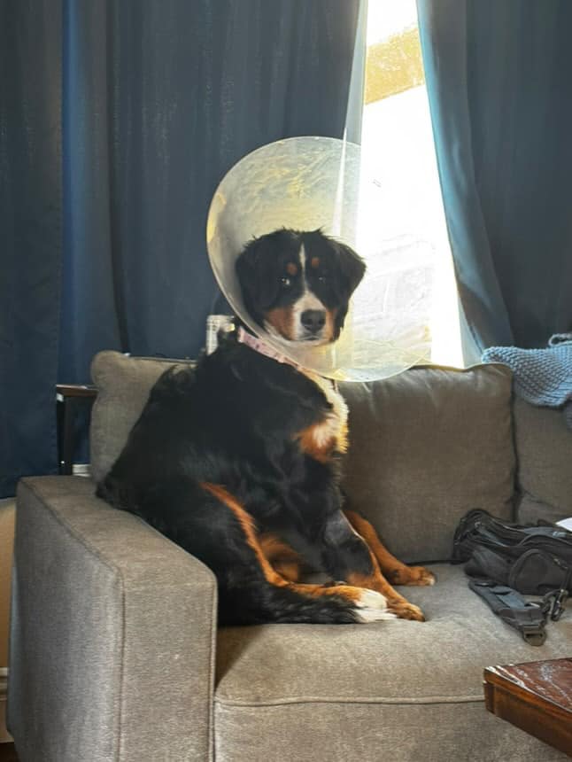 dog after surgery