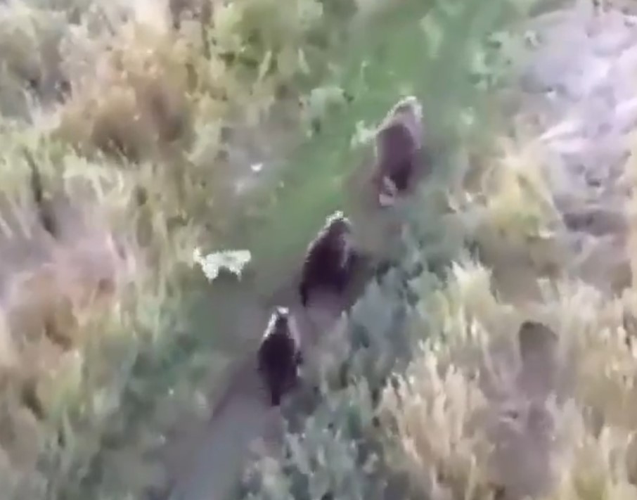 dog and bears