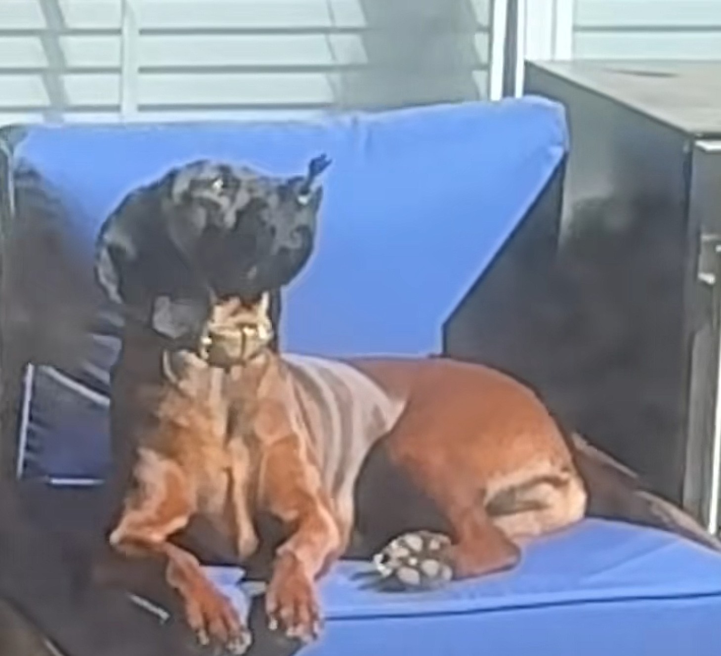 dog and butterfly