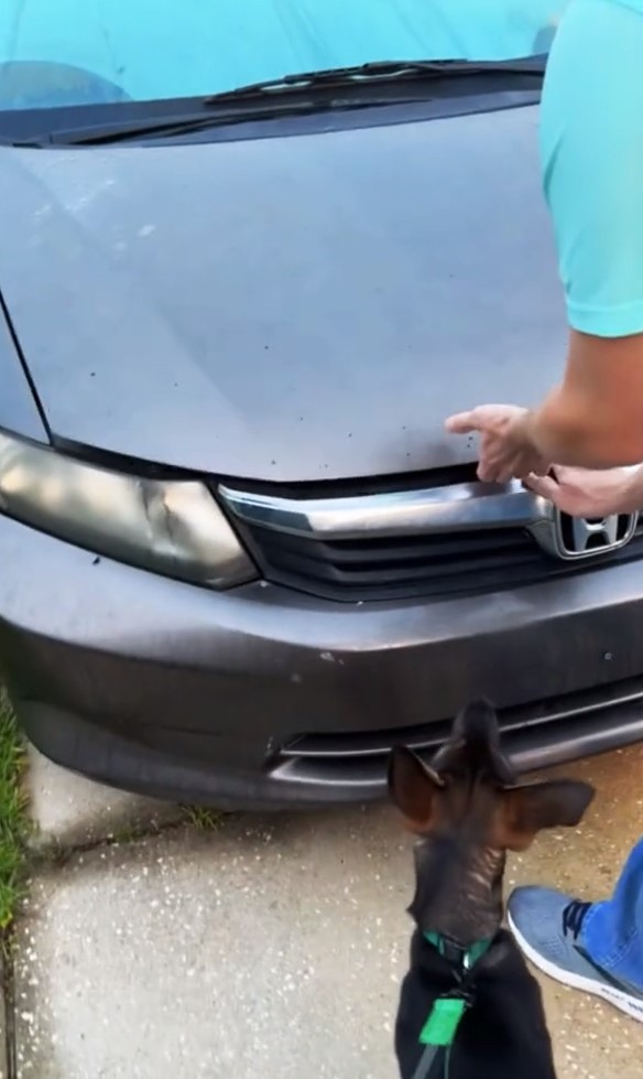 dog and car
