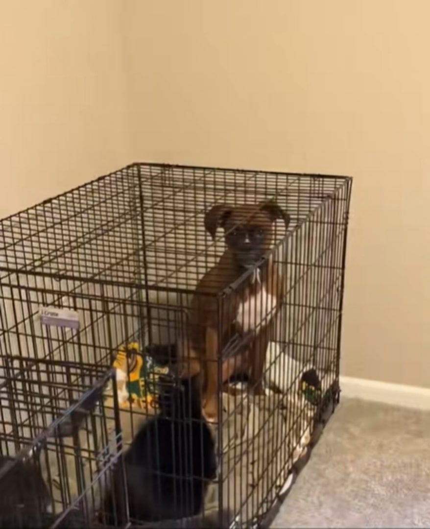 dog and cat in cage