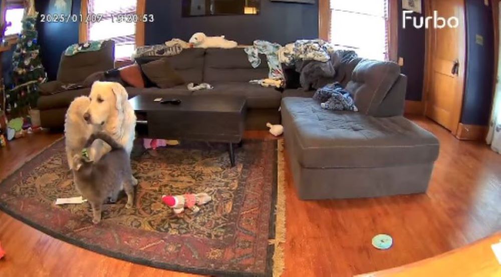 dog and cat in house