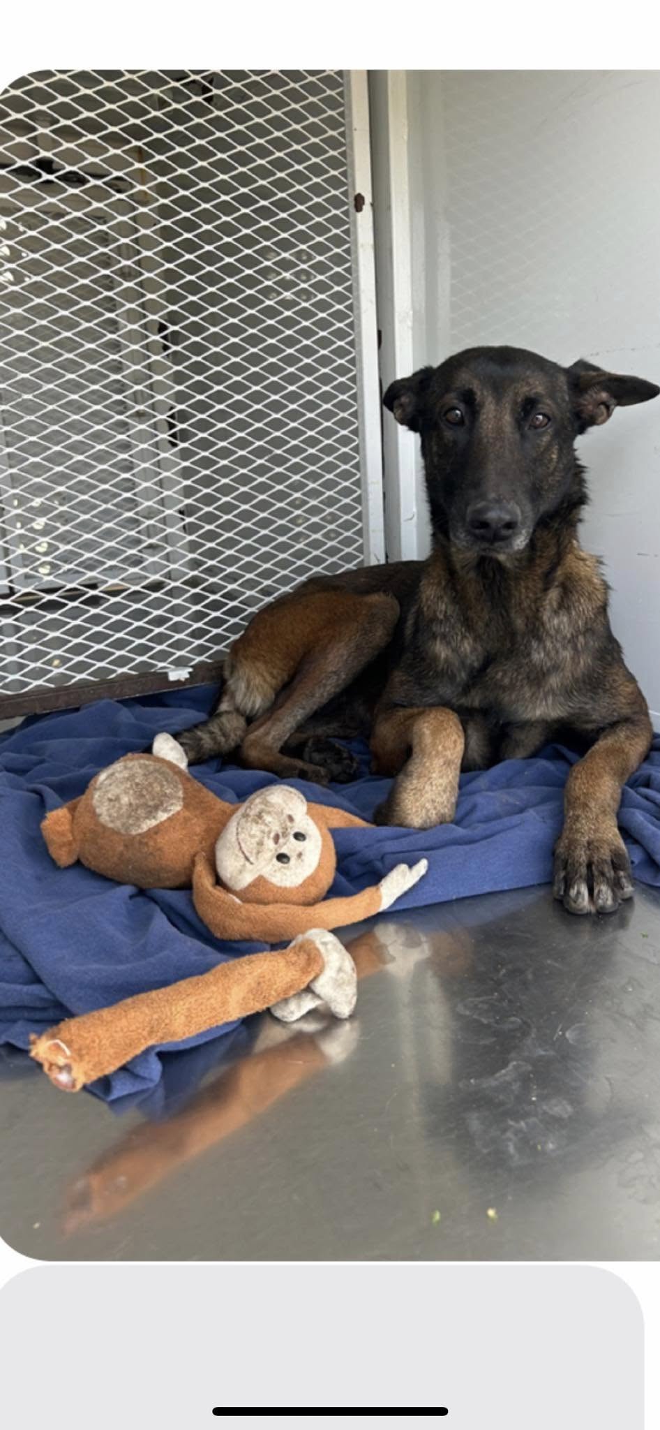 dog and monkey toy