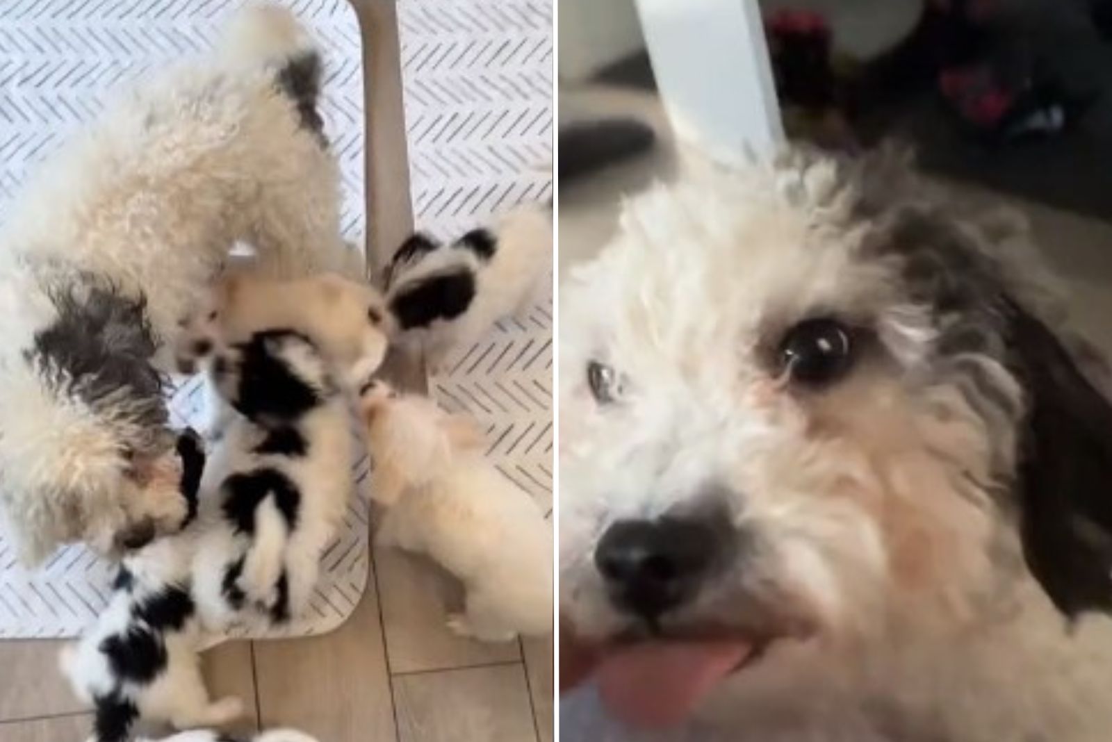 dog and newborns