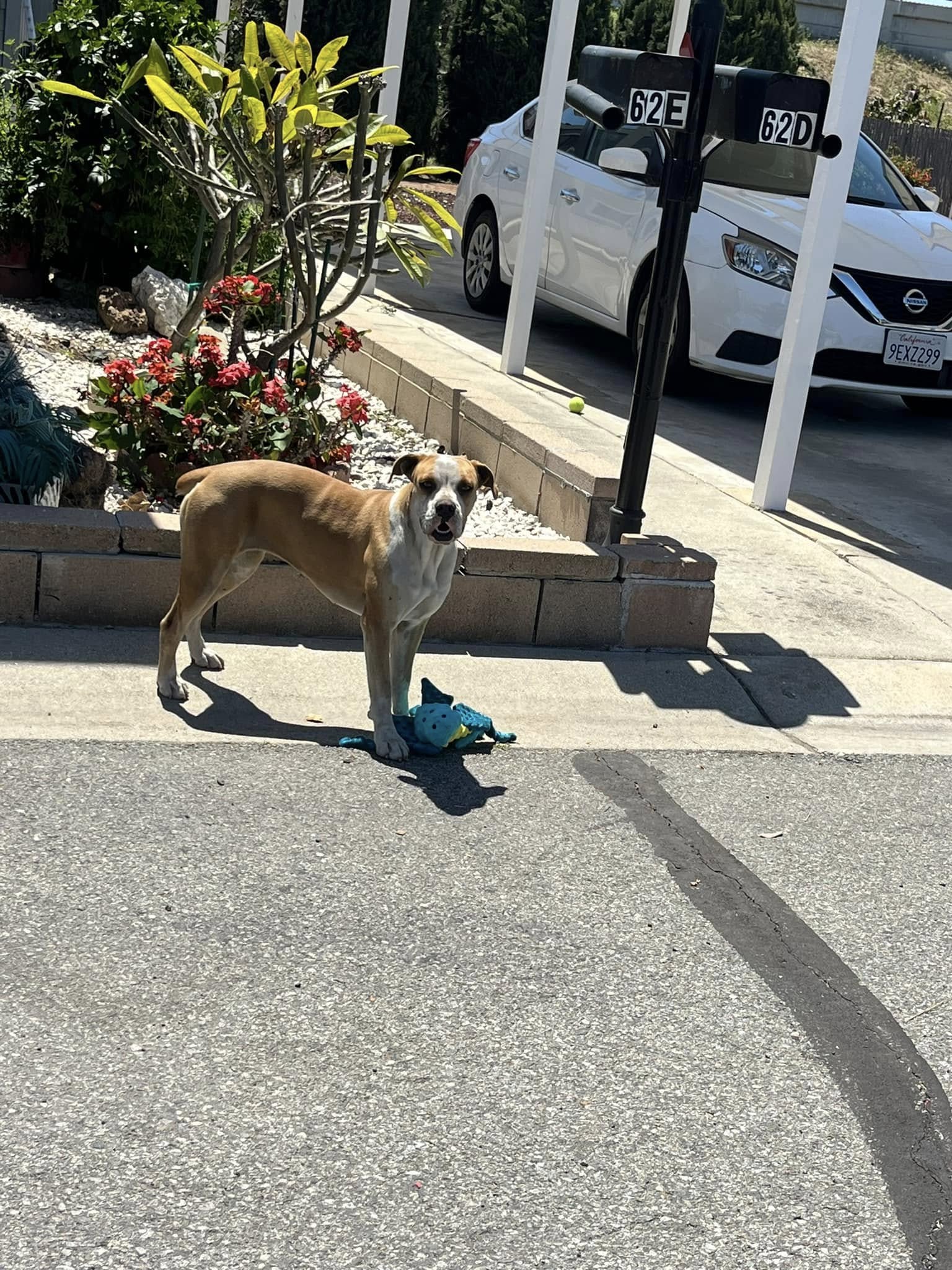 dog and plushie