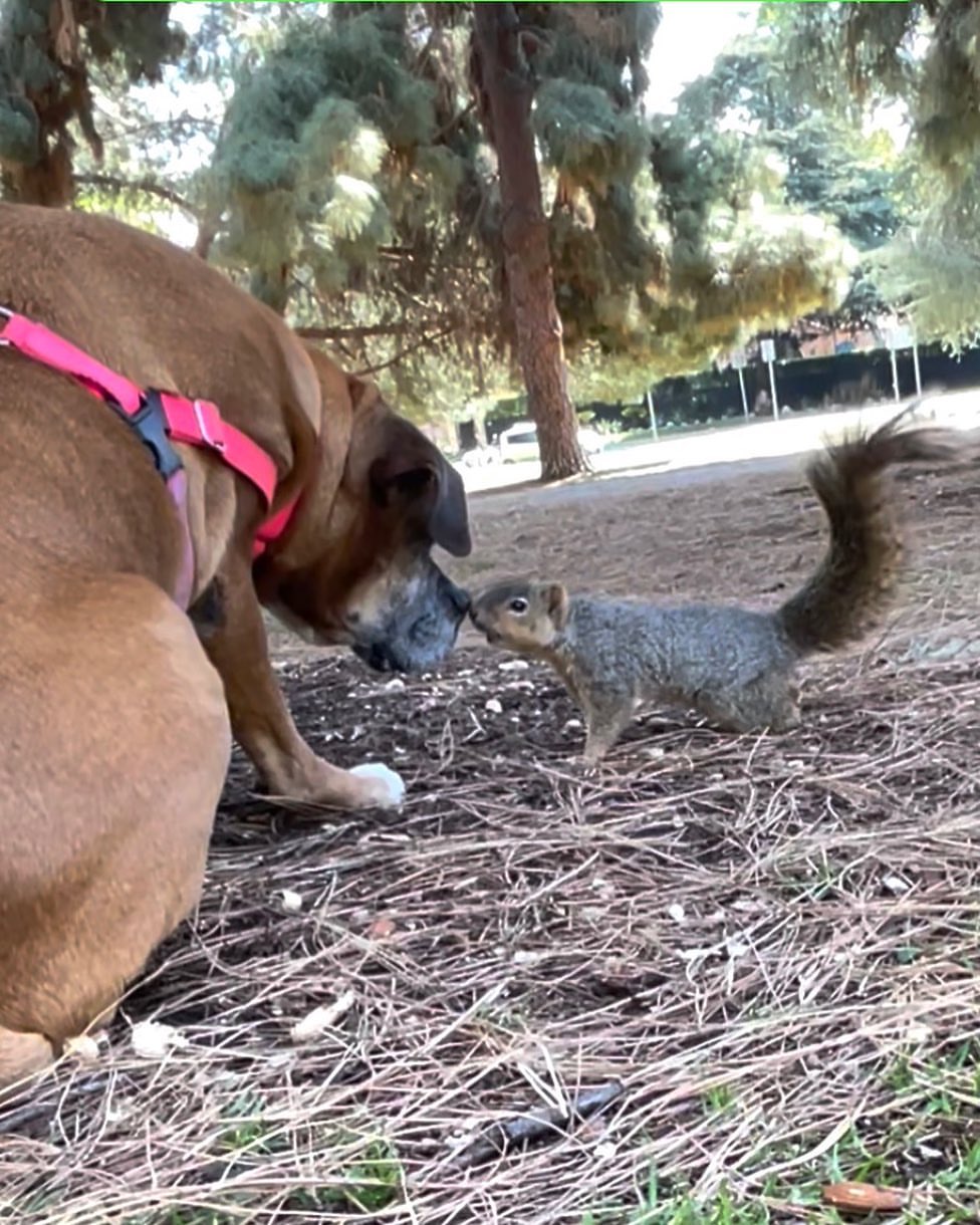 dog and squirrel
