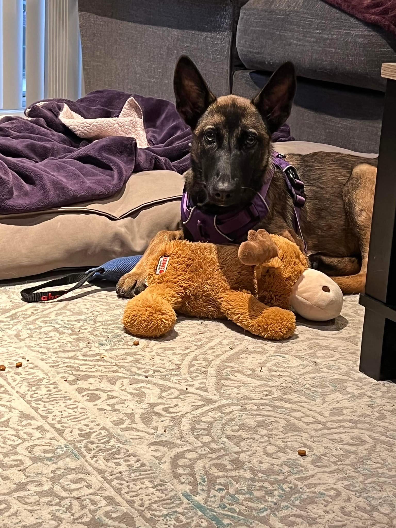 dog and toy