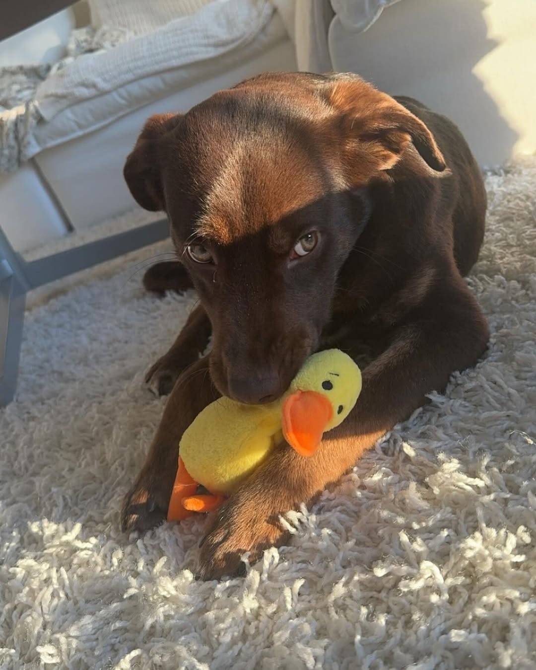 dog and toy
